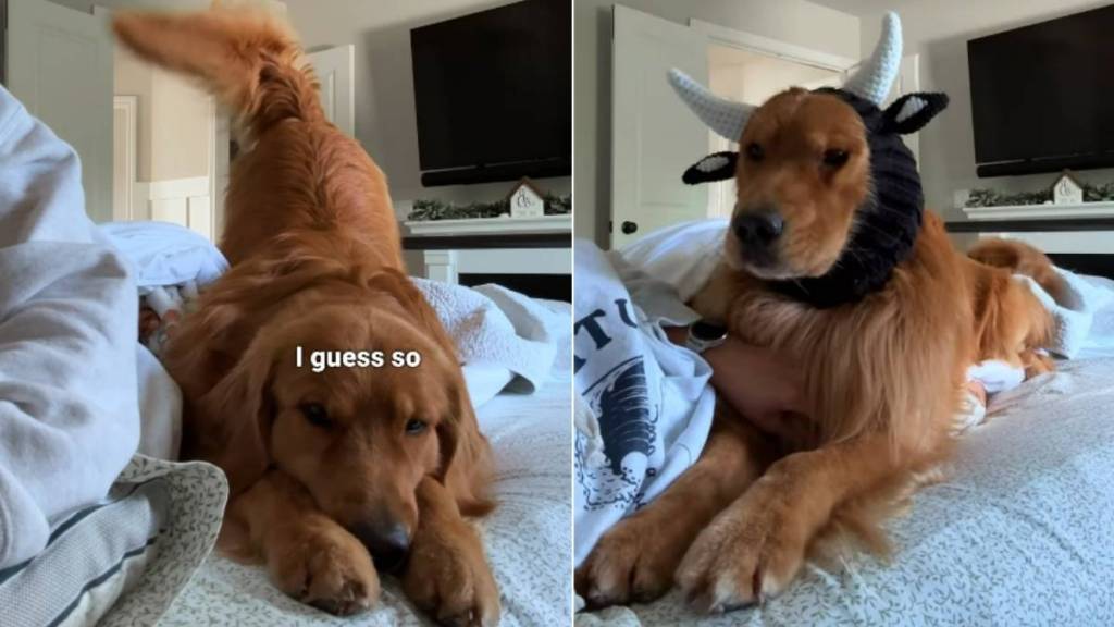 Golden Retriever Turns Into a Cow in More Ways Than One While Mom Encourages Him