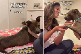 Shelter Dog Once Stuck Behind Kennel Bars Now Has the Dream Life & a Happy Ending