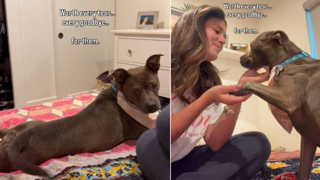 Shelter Dog Once Stuck Behind Kennel Bars Now Has the Dream Life & a Happy Ending