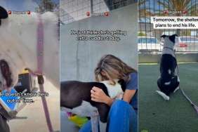 Shelter Dog Almost Running Out of Time Is Desperate for Love & a Home