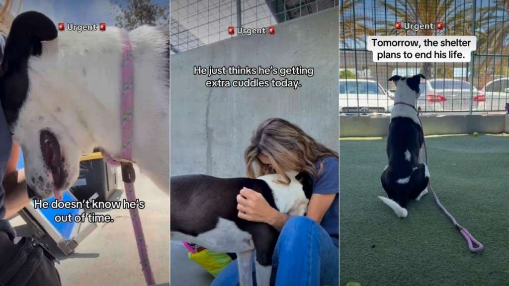 Shelter Dog Almost Running Out of Time Is Desperate for Love & a Home