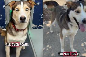 Shelter Dog’s Worst Fear Becomes a Reality After He Is Surrendered