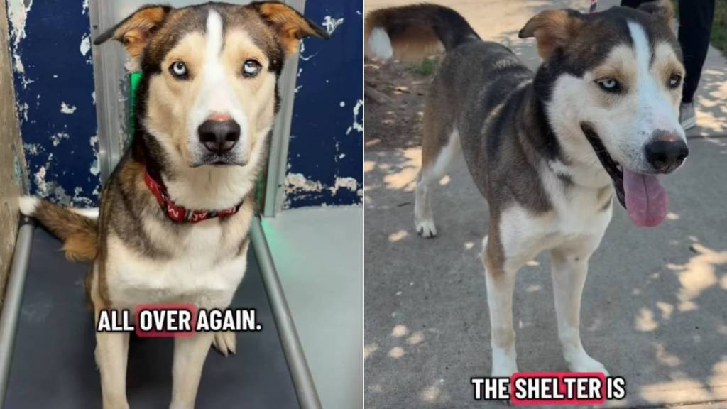 Shelter Dog’s Worst Fear Becomes a Reality After He Is Surrendered