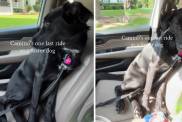 Human Takes Foster Dog on One Last Ride Together & It Turns Into the Hardest Goodbye