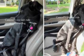 Human Takes Foster Dog on One Last Ride Together & It Turns Into the Hardest Goodbye