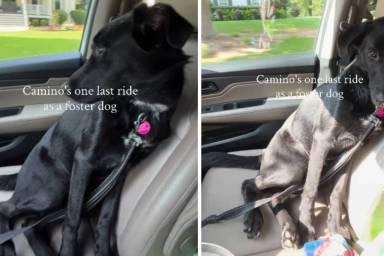Human Takes Foster Dog on One Last Ride Together & It Turns Into the Hardest Goodbye