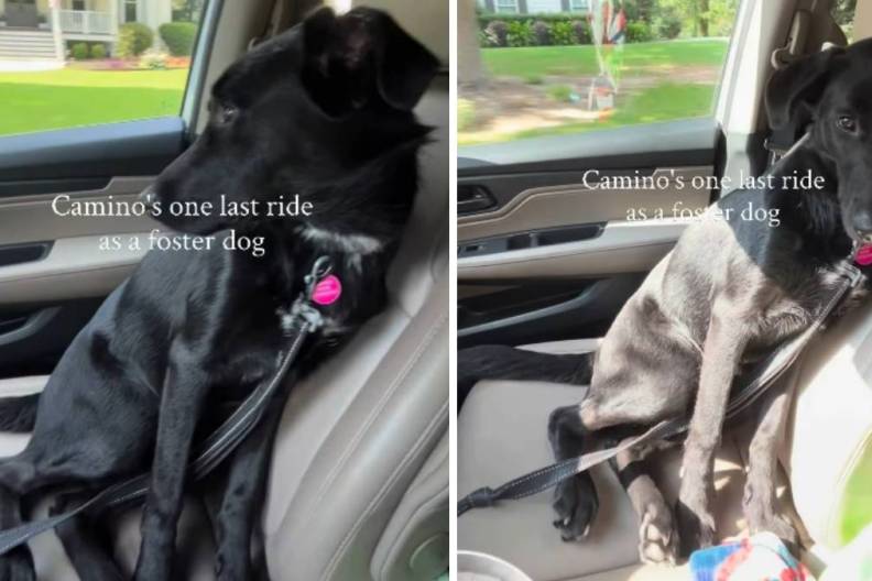 Human Takes Foster Dog on One Last Ride Together & It Turns Into the Hardest Goodbye