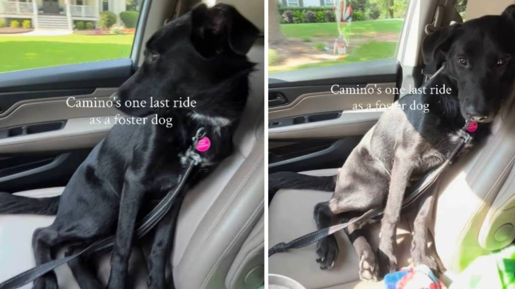 Human Takes Foster Dog on One Last Ride Together & It Turns Into the Hardest Goodbye