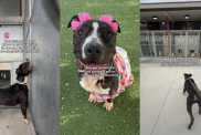 Shelter Dog’s Final Day Becomes a Heartbreaking Hope for One Last Chance