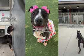 Shelter Dog’s Final Day Becomes a Heartbreaking Hope for One Last Chance