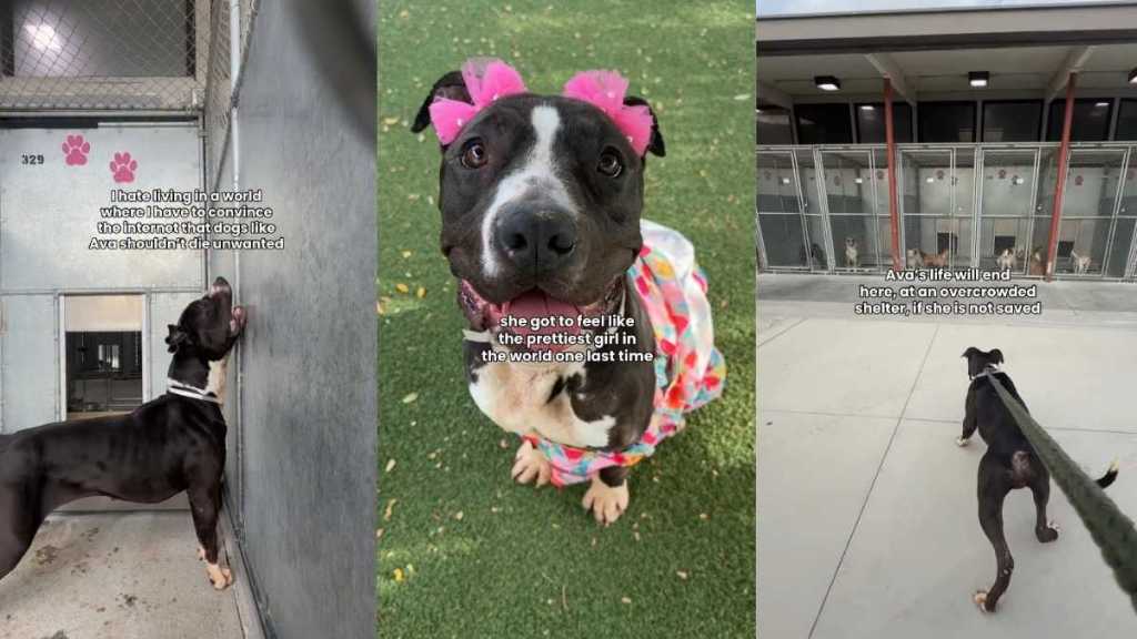 Shelter Dog’s Final Day Becomes a Heartbreaking Hope for One Last Chance