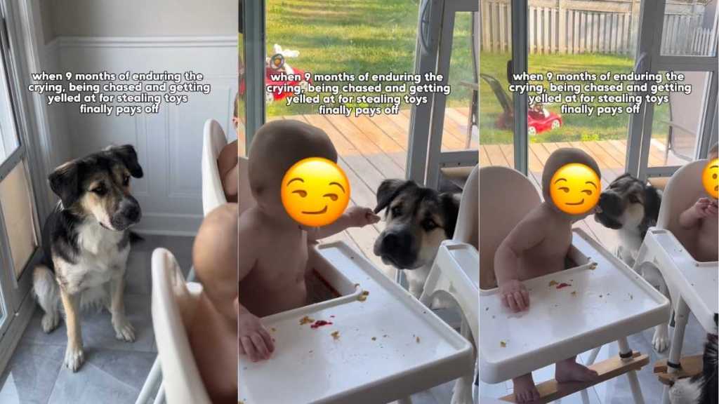 Dog Patiently Waited for Human’s Baby To Arrive & It Finally Paid off in the Sweetest Way