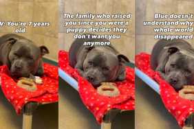 Shelter Dog’s World Felt Apart When His Family Didn’t Want Him & He Doesn’t Understand Why