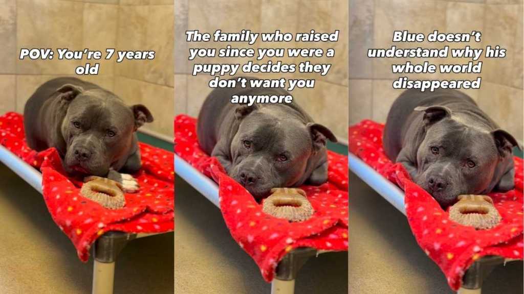 Shelter Dog’s World Felt Apart When His Family Didn’t Want Him & He Doesn’t Understand Why