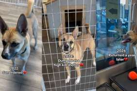 After Three Devastating Goodbyes, This Shelter Dog Still Hasn't Given Up on Love