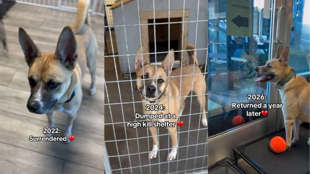 After Three Devastating Goodbyes, This Shelter Dog Still Hasn't Given Up on Love