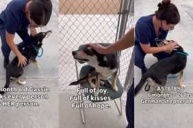 Shelter Dog Is Just a Baby Who Thinks Every Human Is Her Person, Ready To Give Her Heart