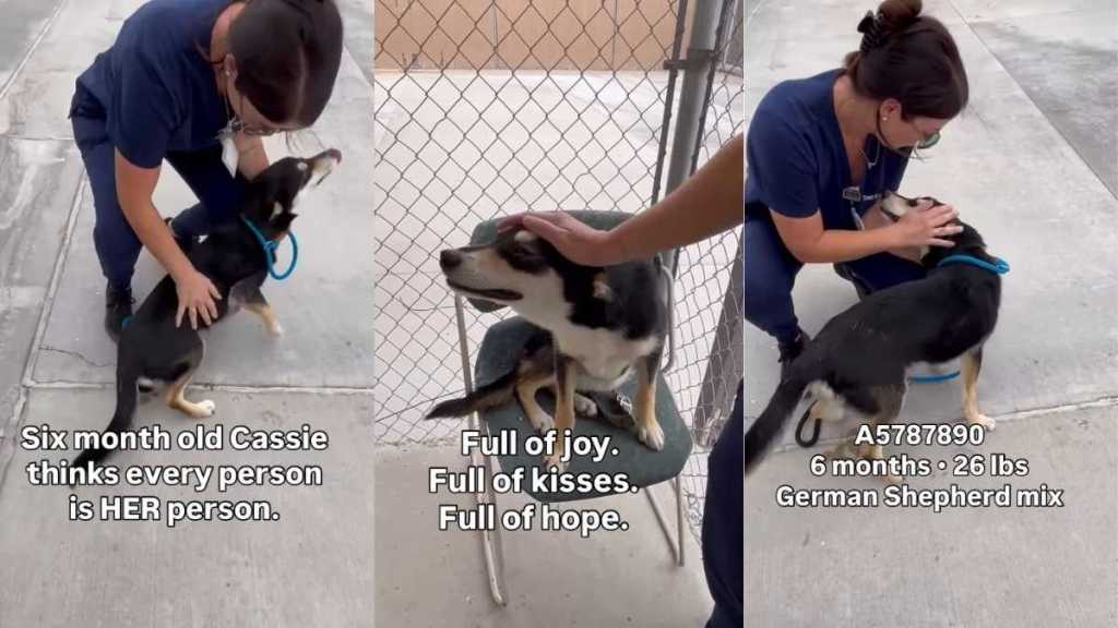 Shelter Dog Is Just a Baby Who Thinks Every Human Is Her Person, Ready To Give Her Heart