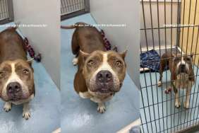 Surrendered Shelter Dog Risks Losing Out on Being Someone’s ‘Greatest Companion'