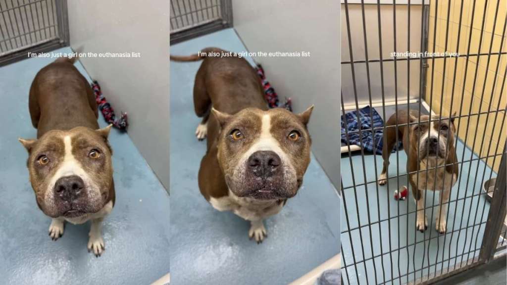 Surrendered Shelter Dog Risks Losing Out on Being Someone’s ‘Greatest Companion'
