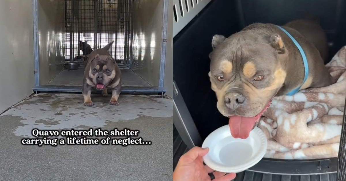 Shelter Dog Bears Scars of a ‘Lifetime of Neglect,’ but Now Knows He’s Worth Fighting For
