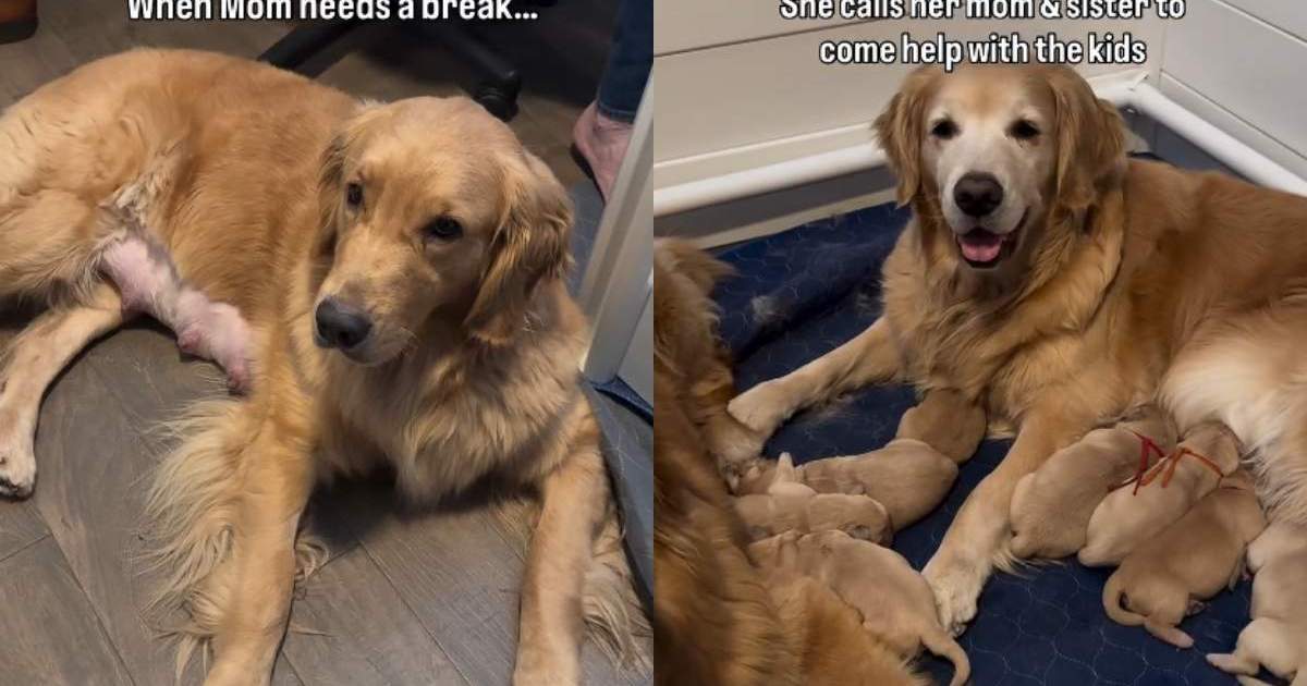 Mama Golden Retriever Gives Her All to Babies & Her Family Ensures She Gets a Break Too