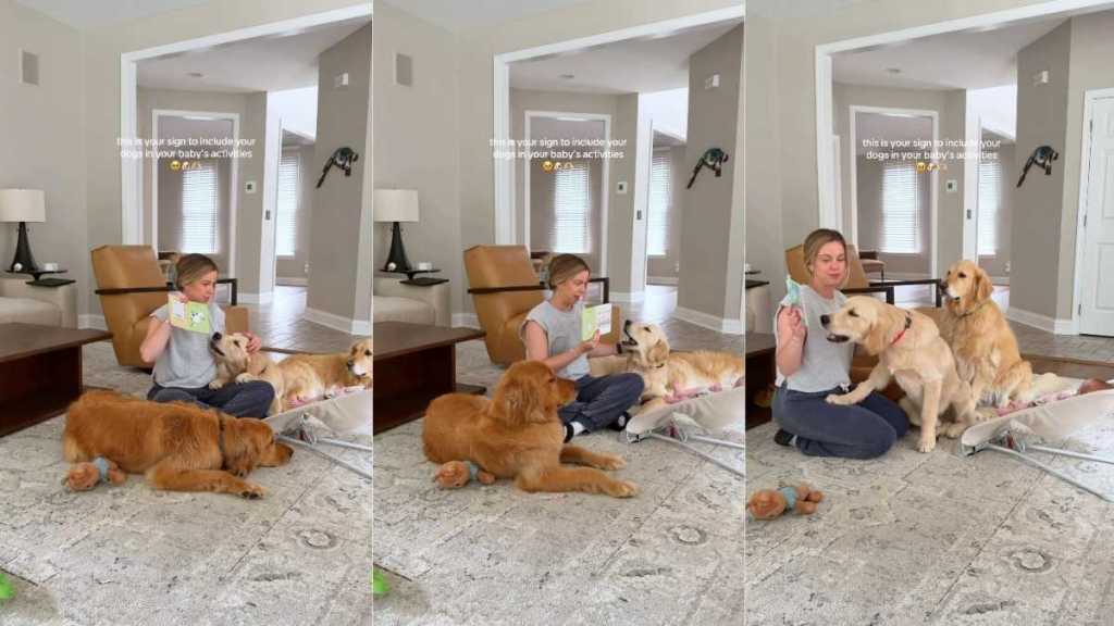 Mom Includes Three Curious Golden Retrievers in Baby's Fun Activity