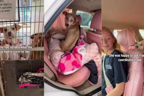 Rescue Dog Runs Out the Shelter Gates With Human One Last Time, Unaware She’s Going Home