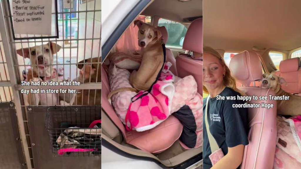 Rescue Dog Runs Out the Shelter Gates With Human One Last Time, Unaware She’s Going Home