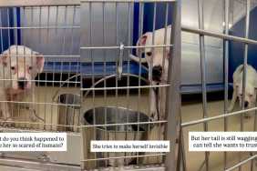 Scared Shelter Dog Makes Herself Invisible, but Her Heart Still Wants To Trust