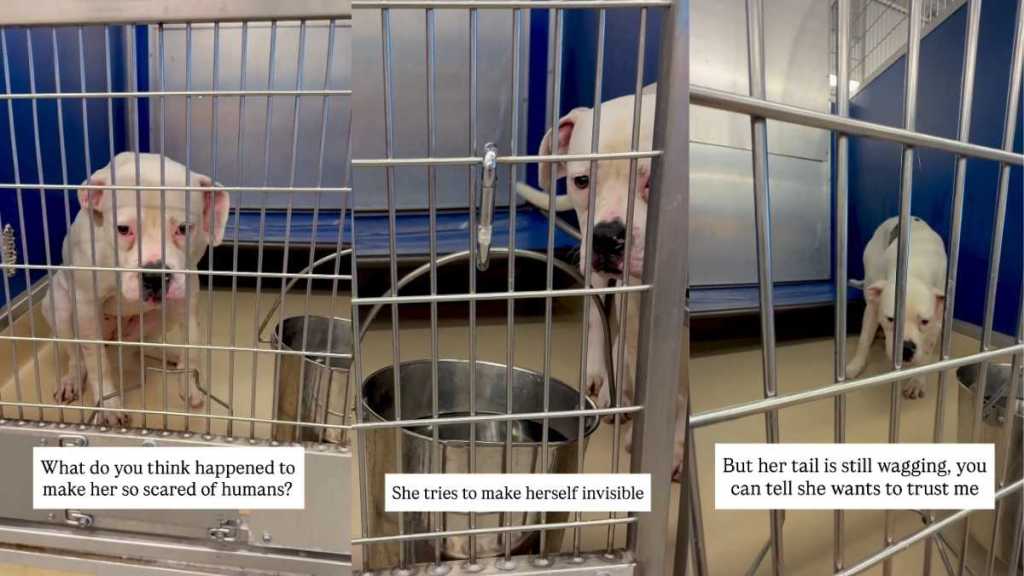Scared Shelter Dog Makes Herself Invisible, but Her Heart Still Wants To Trust