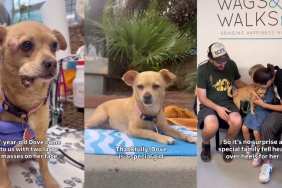 Rescue Dog Endures the Toughest Time to Finally Find Her Forever Family