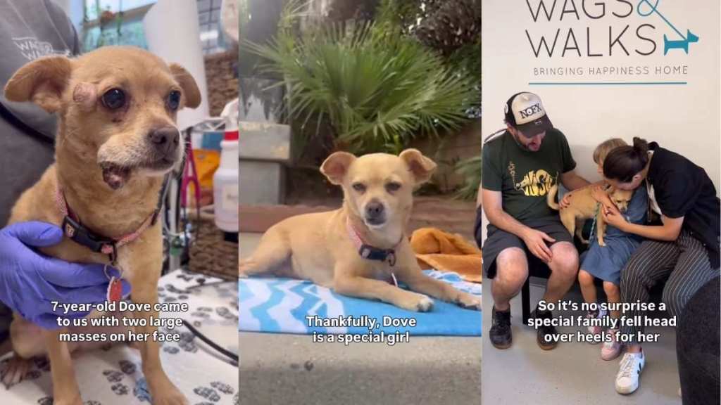 Rescue Dog Endures the Toughest Time to Finally Find Her Forever Family