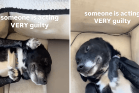 Dog Doesn’t Even Try To Hide Guilt After Stealing Food & the Evidence Doesn’t Help Either