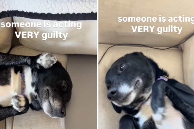 Dog Doesn’t Even Try To Hide Guilt After Stealing Food & the Evidence Doesn’t Help Either