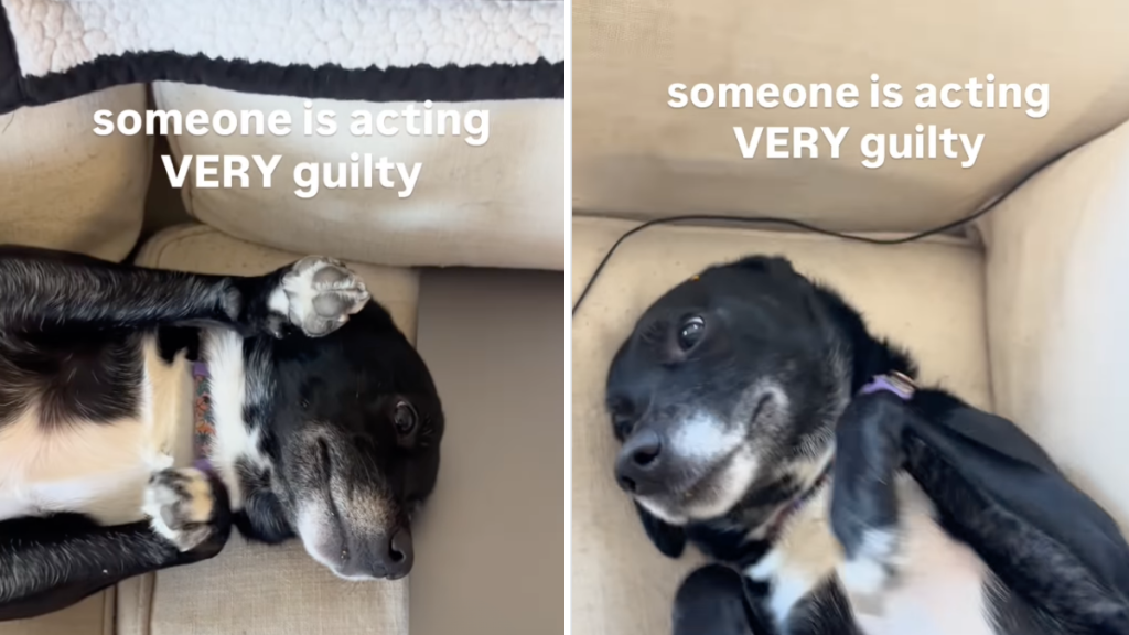 Dog Doesn’t Even Try To Hide Guilt After Stealing Food & the Evidence Doesn’t Help Either
