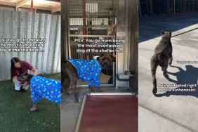 ‘Overlooked’ Shelter Dog Thinks His Time Has Run Out, Until Something Unthinkable Happens