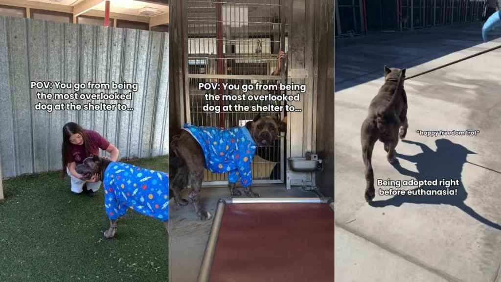 ‘Overlooked’ Shelter Dog Thinks His Time Has Run Out, Until Something Unthinkable Happens
