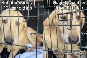 Senior Rescue Dog Trembles in the Crate He Barely Fits in & Still Has So Much Love To Give