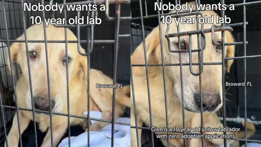 Senior Rescue Dog Trembles in the Crate He Barely Fits in & Still Has So Much Love To Give