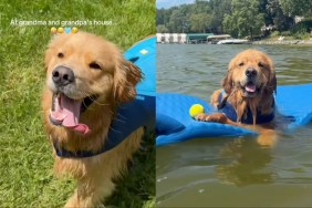Golden Retriever grandparents house