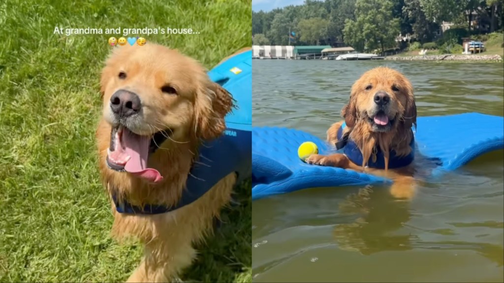 Golden Retriever grandparents house