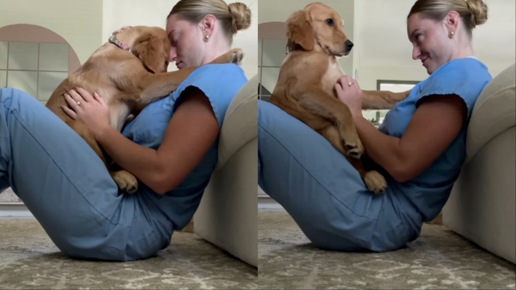 Golden Retriever human