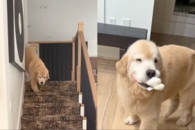 Golden Retriever human greet