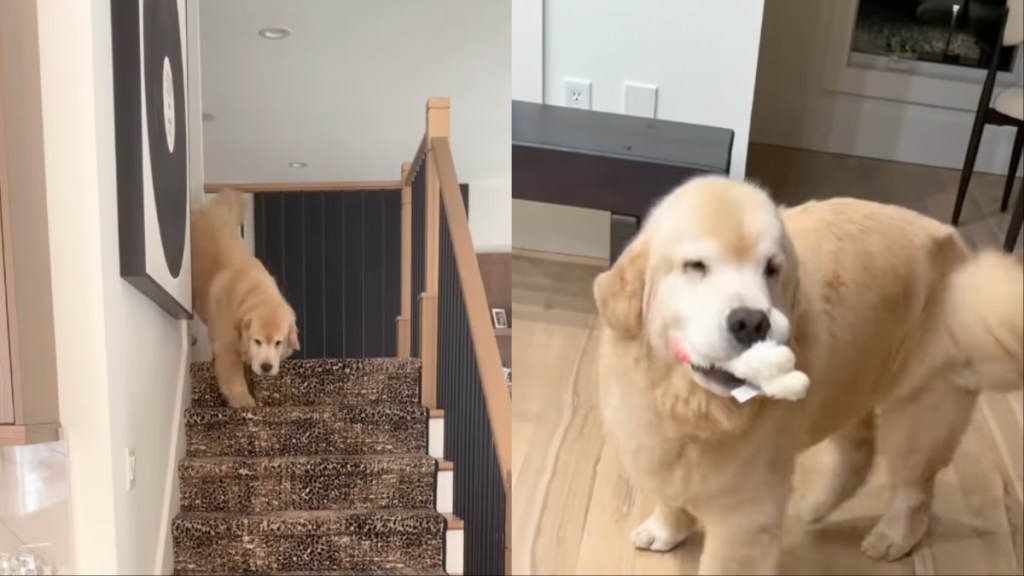 Golden Retriever human greet