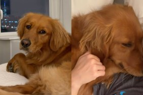 Golden Retriever human