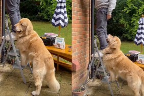 Golden Retriever ladder