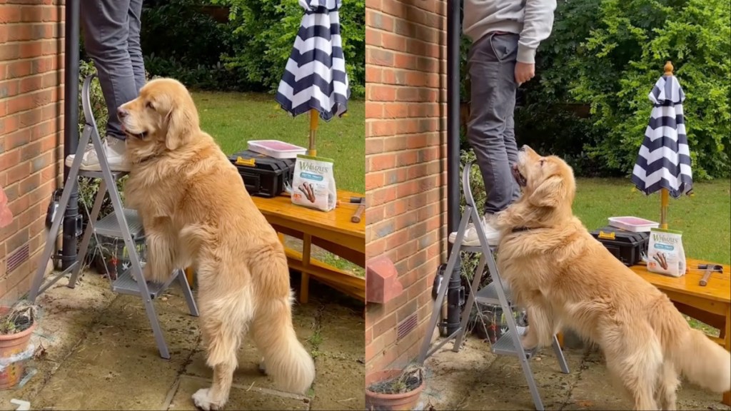 Golden Retriever ladder