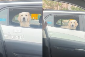 Golden Retriever mom