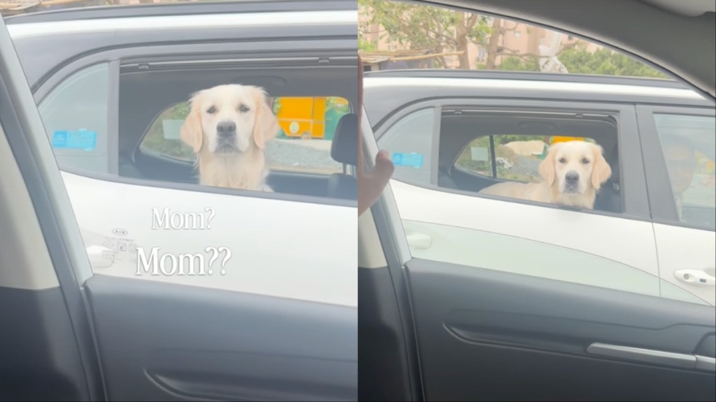 Golden Retriever mom